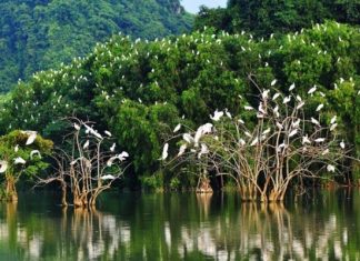 Ghé thăm vườn cò Tân Long – điểm du lịch sinh thái nổi tiếng Sóc Trăng