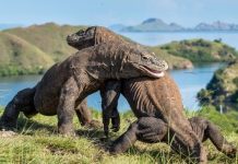 Du lịch đảo Komodo Indonesia, lưu ngay kinh nghiệm chi tiết từ A - Z